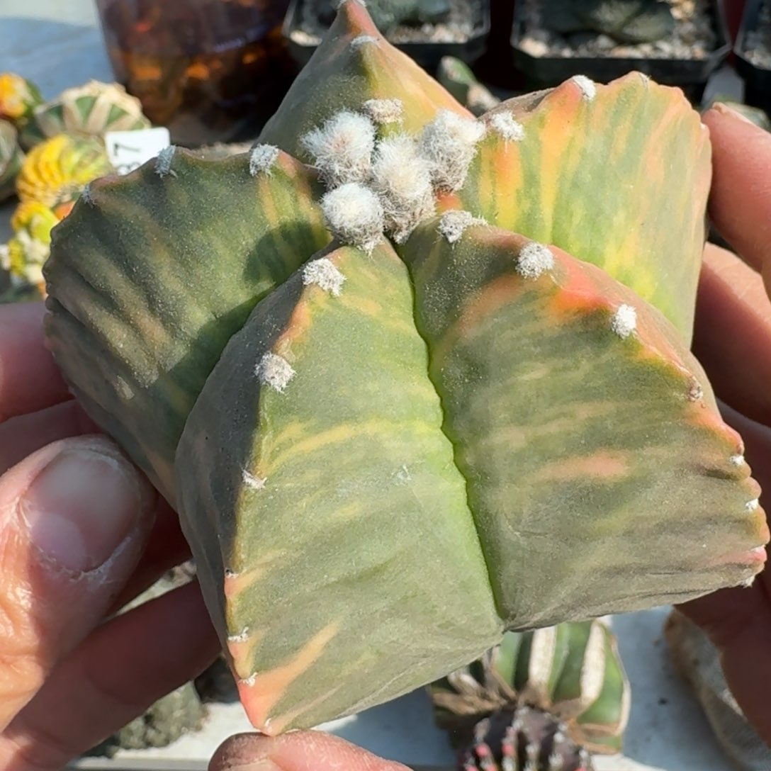 【闪购商品】自根彩虹鸾锦