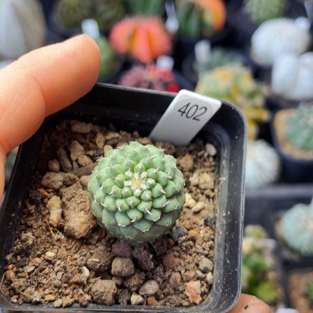 非偏远地区满25包邮裸根发货2.1cm