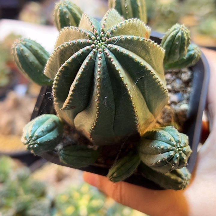 28号自根泰布群带盆10公分