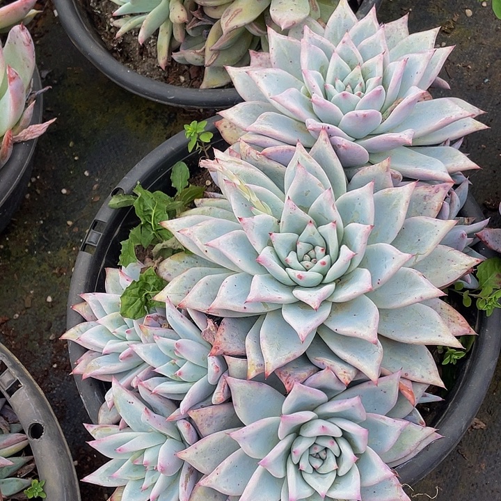 卡杂26.8多肉群生