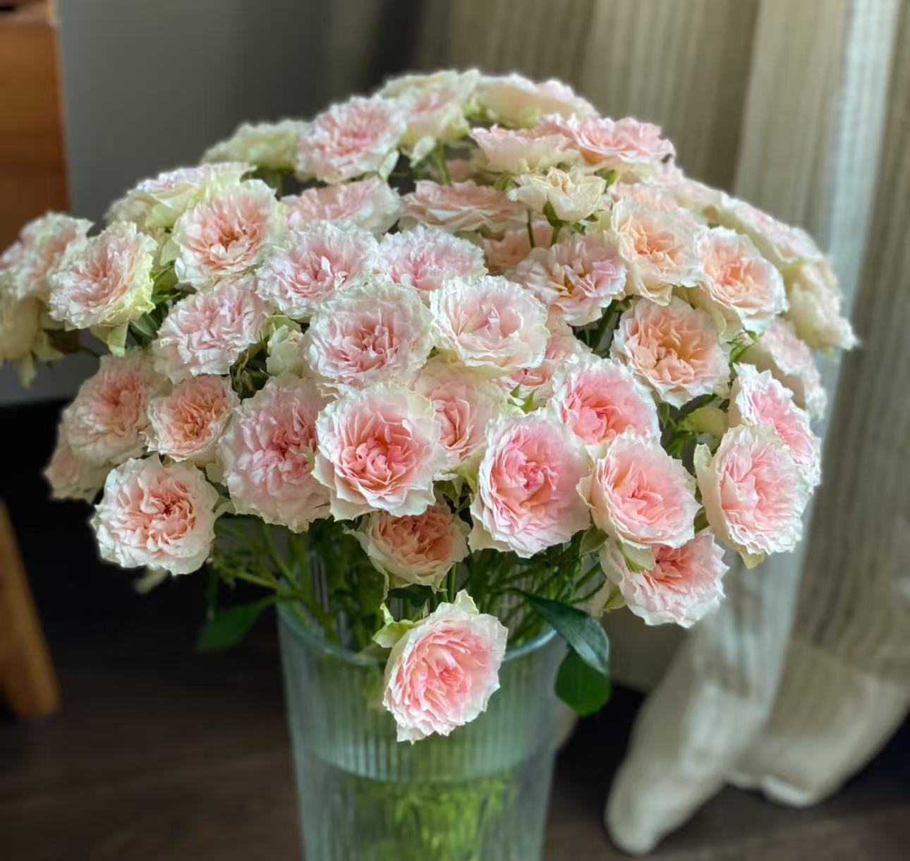 【情迷罗拉玫瑰】云南优选鲜切花昆明基地直发家用插花节日用