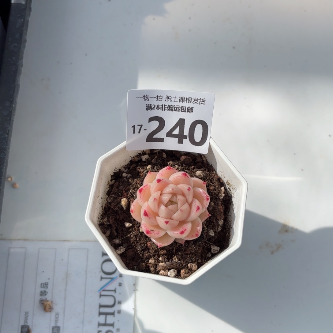 红枫单头多肉多肉多肉