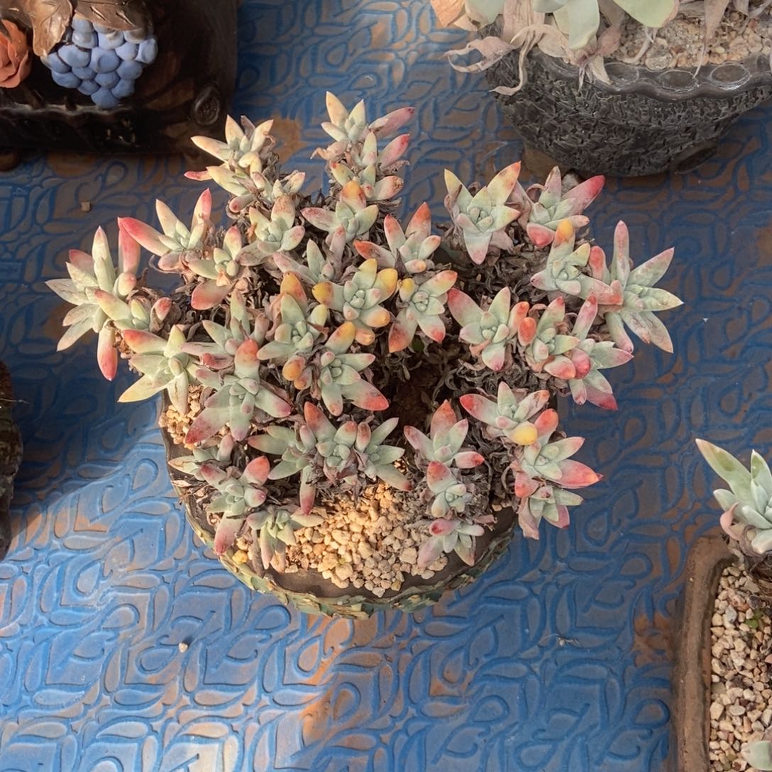 白姆多肉植物啦啦啦
