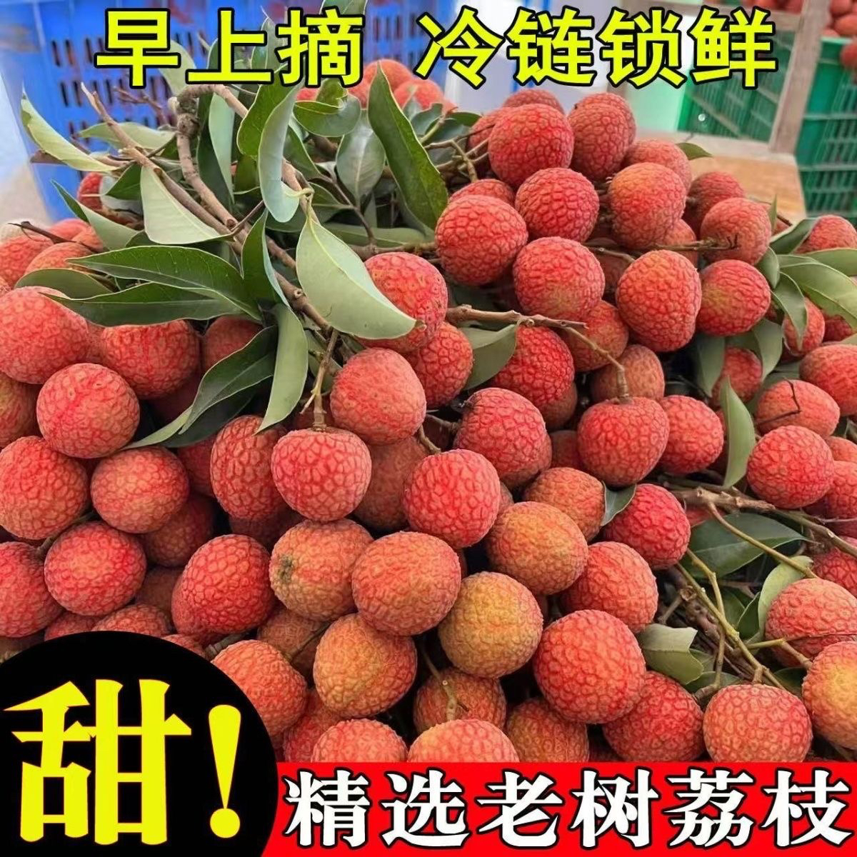 a【明天到】正宗福建冰糖黑叶荔枝新鲜乌叶整箱5斤坏果包赔