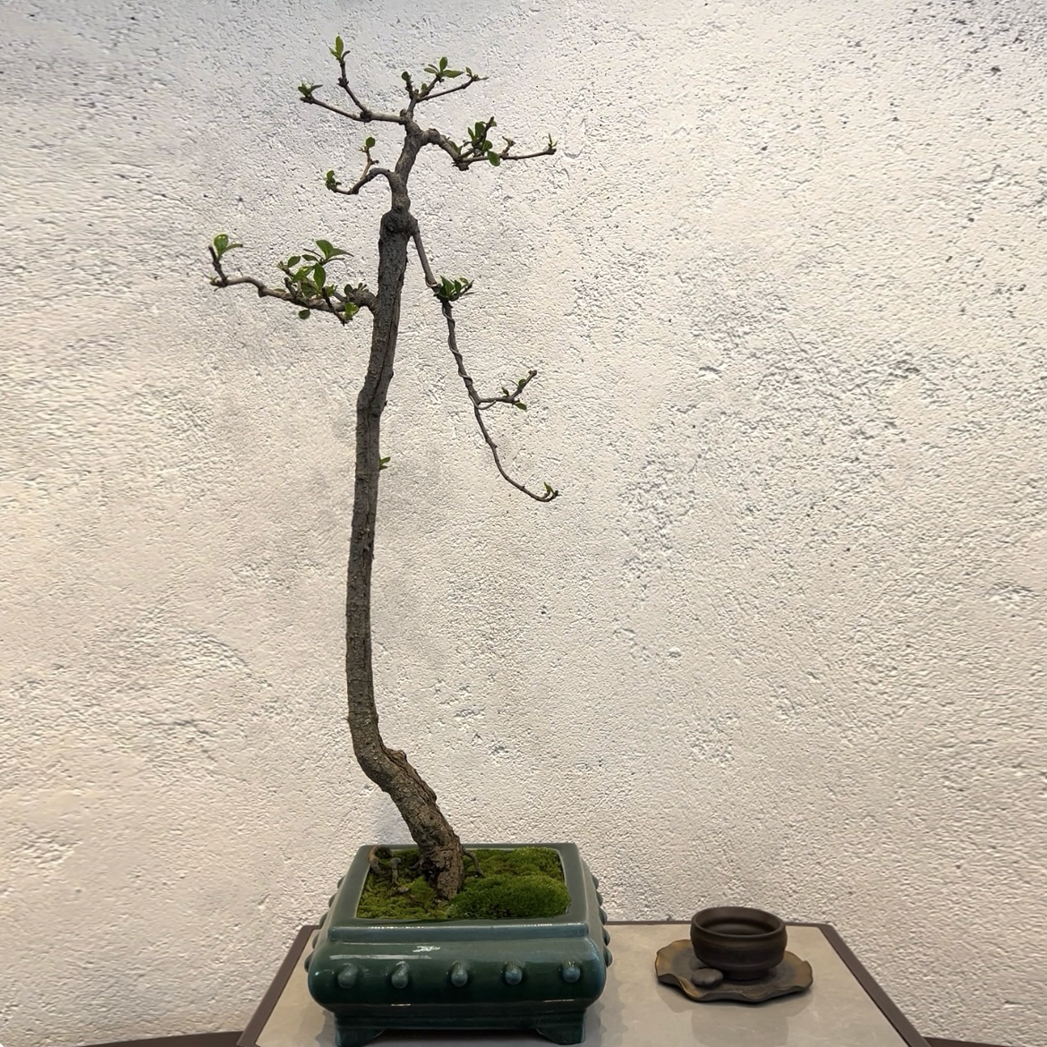 海岛栀子花（水横枝）-粗杆爆皮文人老桩精品盆景