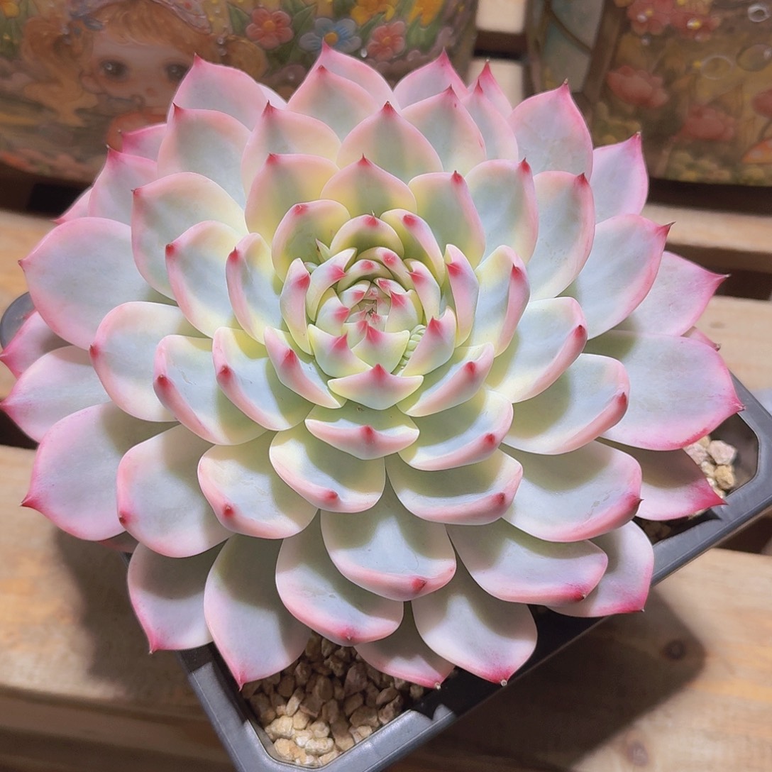 精***购吉娃娃锦多肉一物一拍