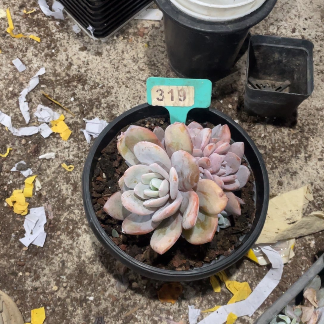 做***己星影缀化多头群生319