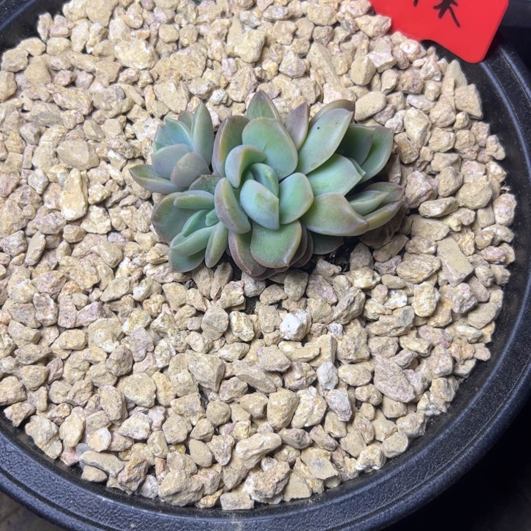 要***心克里斯朵，一物一拍