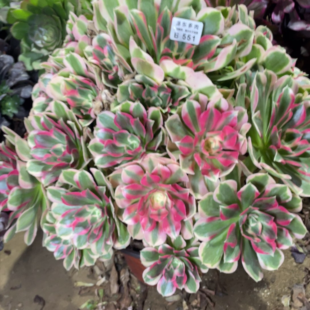 551初恋多肉法师断枝不包