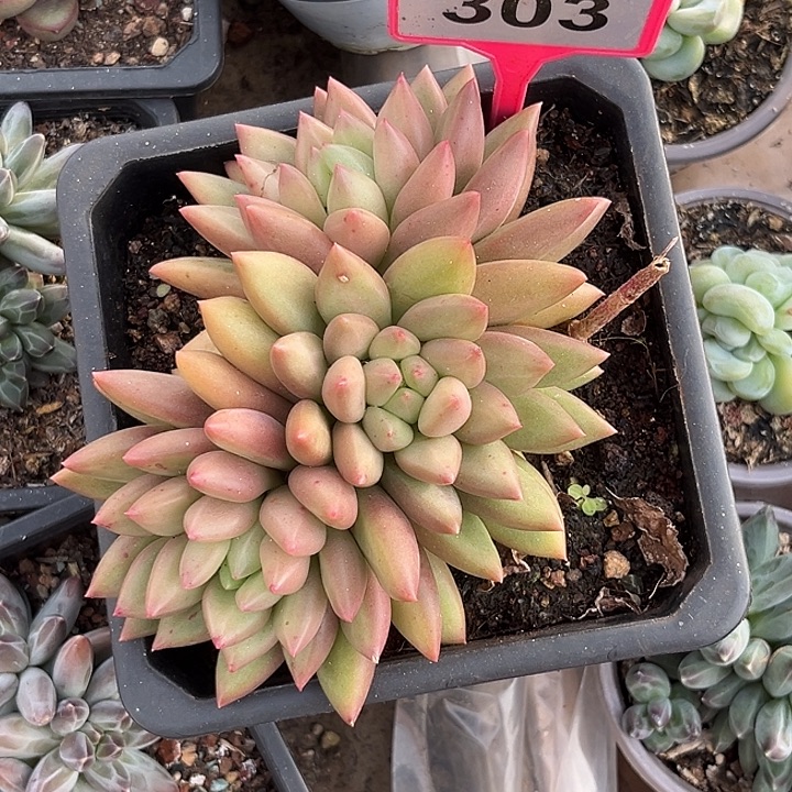 多肉植物米其林303