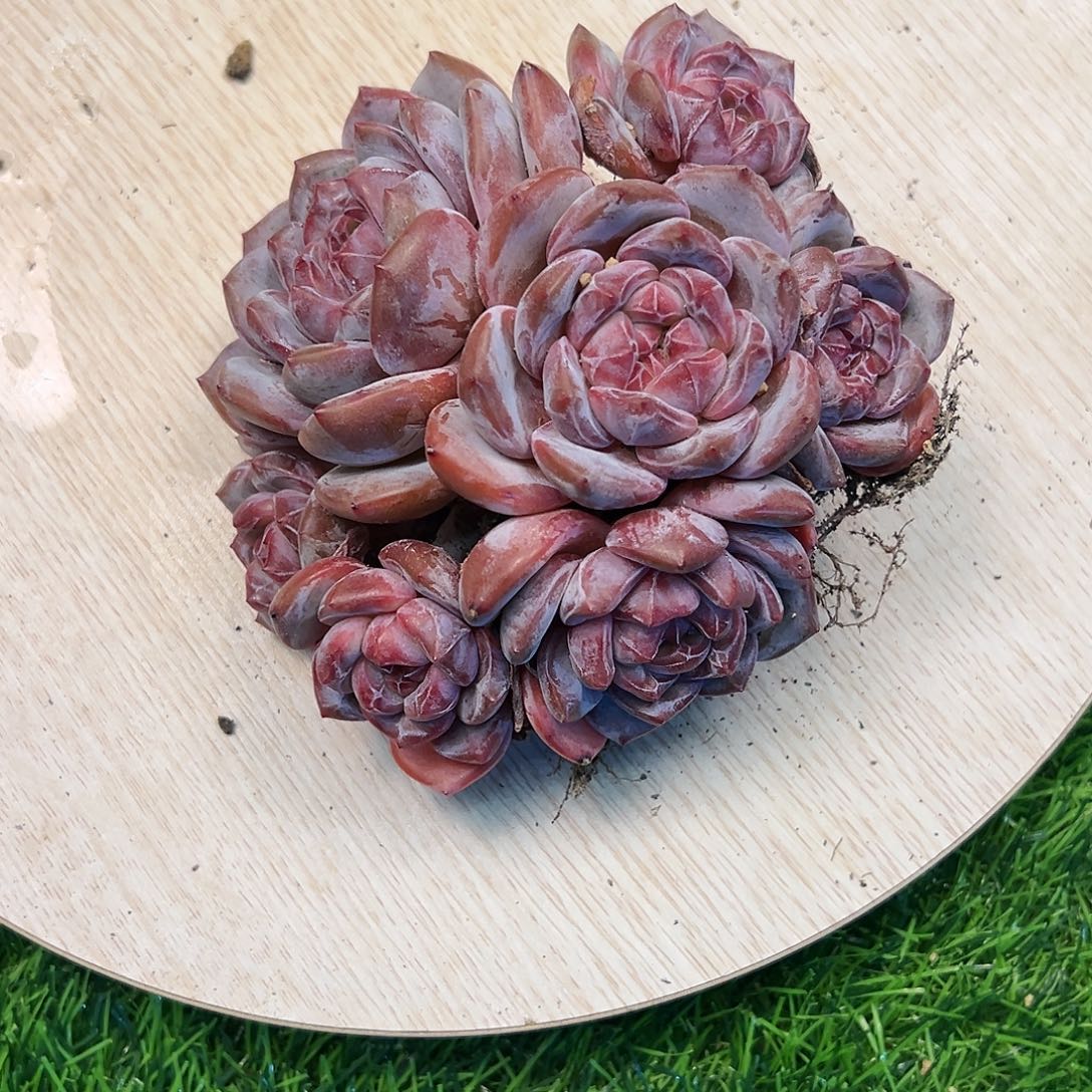 【闪购商品】原***呀星影大群手捧