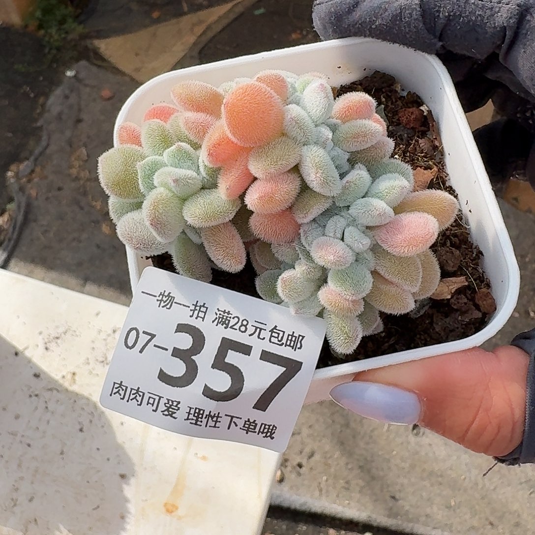 雪晃星缀无盆土发货