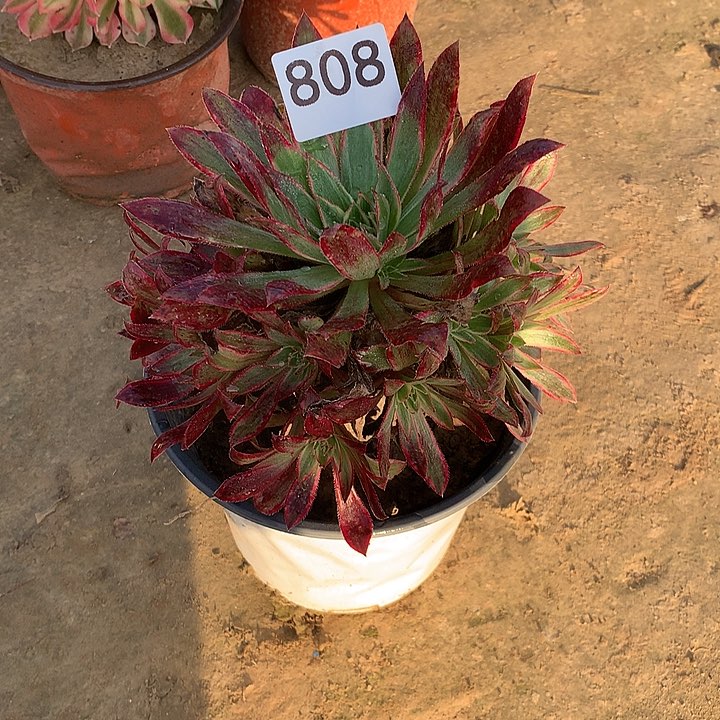 无花朵808孔雀也外