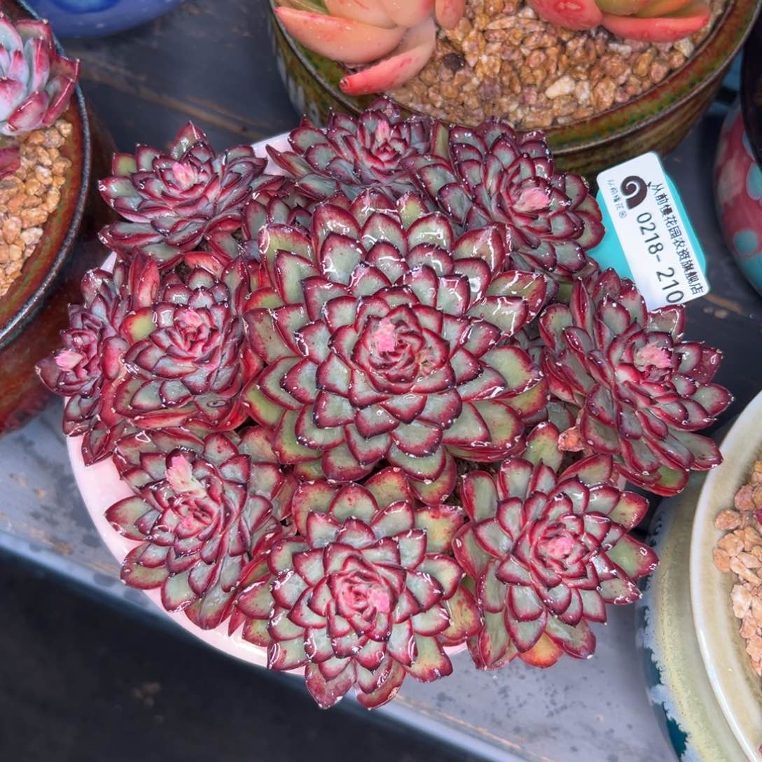 多肉一物一拍0218-210