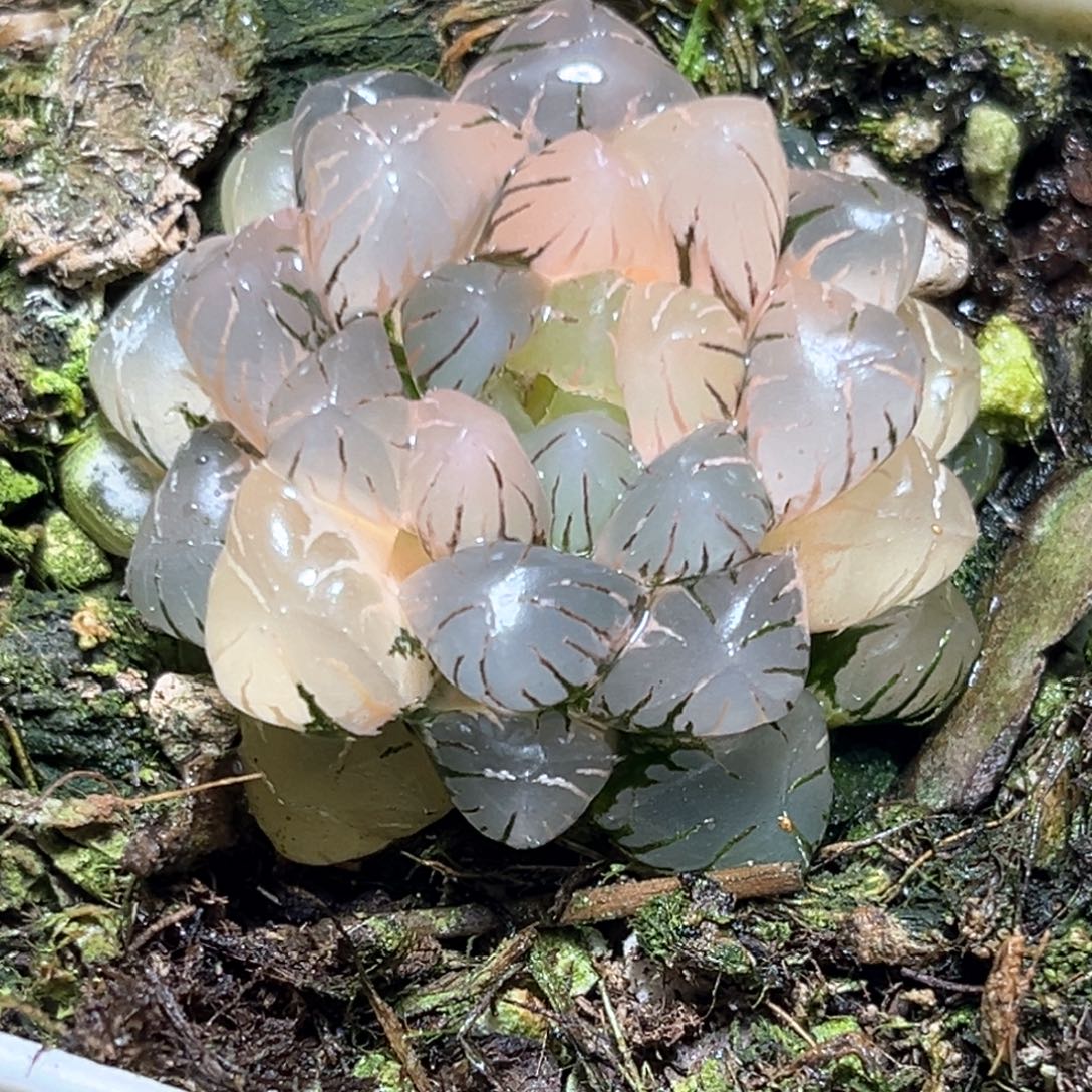 恭喜发财大吉大利1163