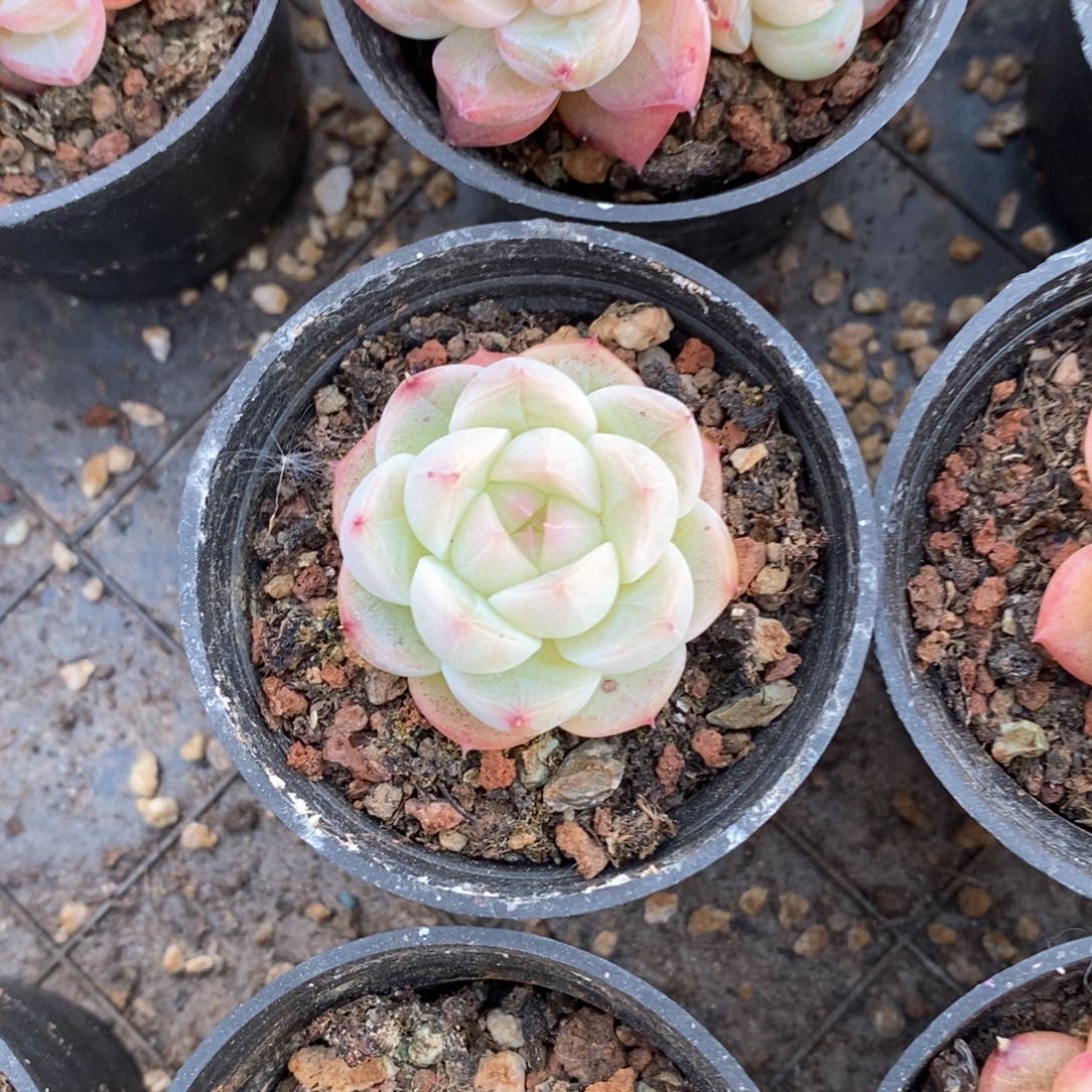 精品多肉一物一拍不包整44