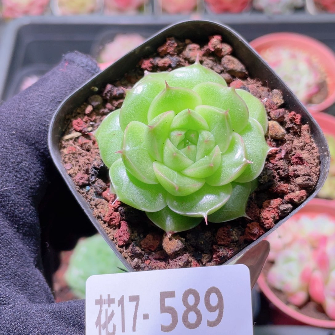 花利美17-589麦秆