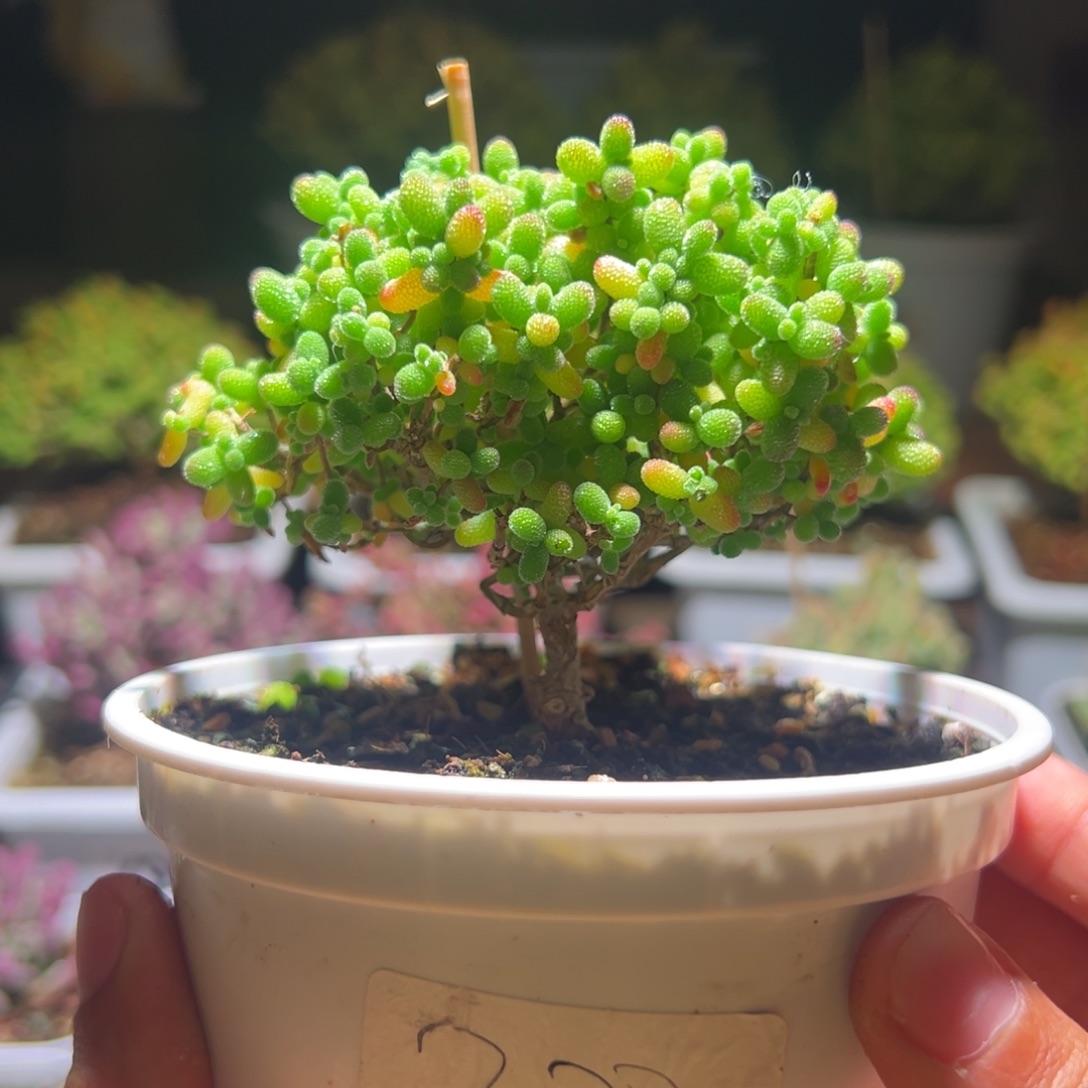 ଓ***238金桔一物一拍包开箱