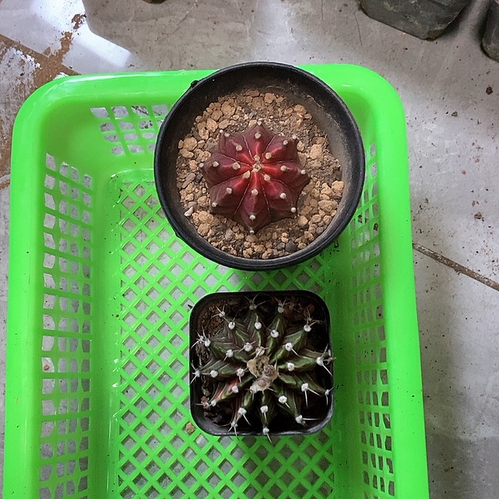 大部分花苞少量开放