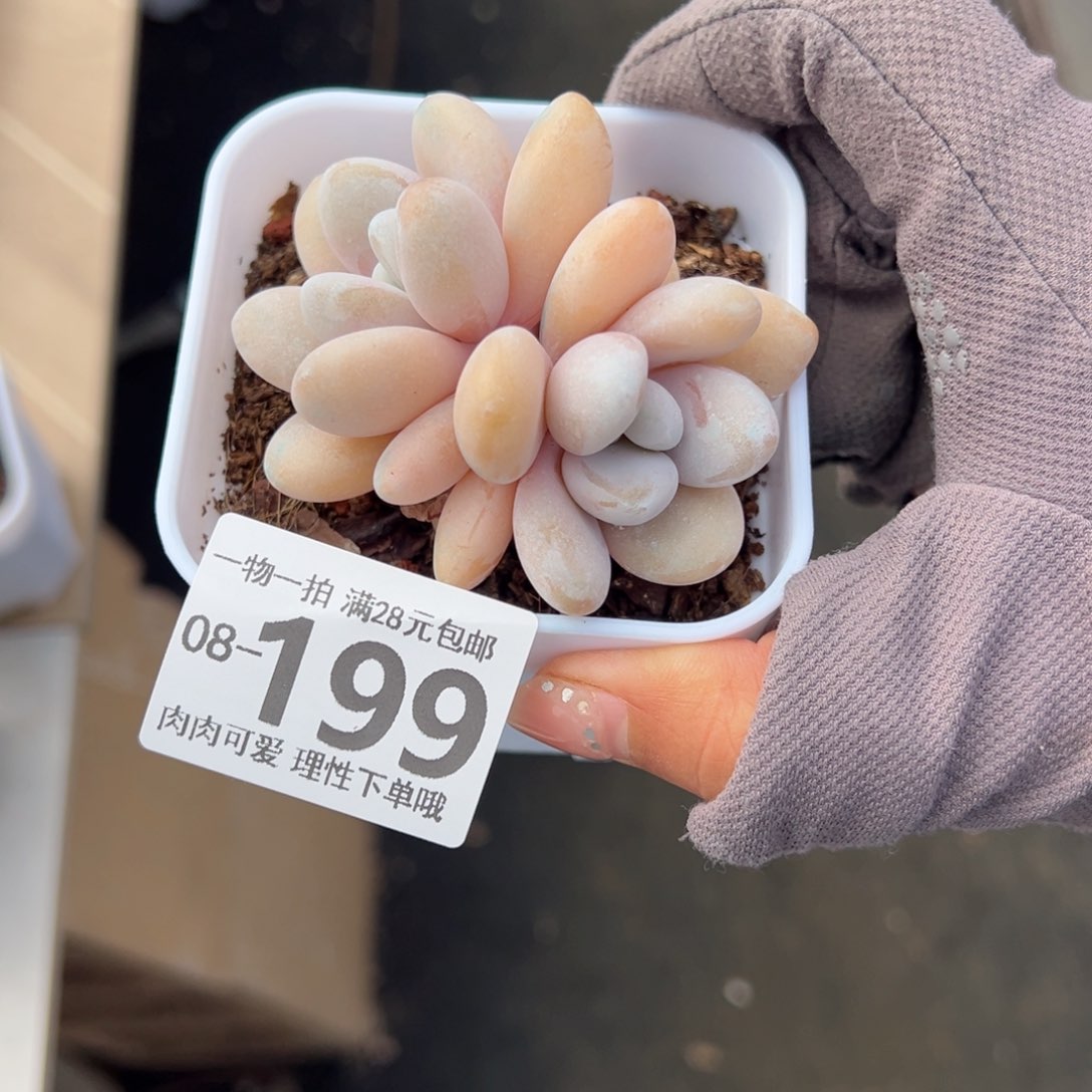 粉兔多肉多肉多肉多