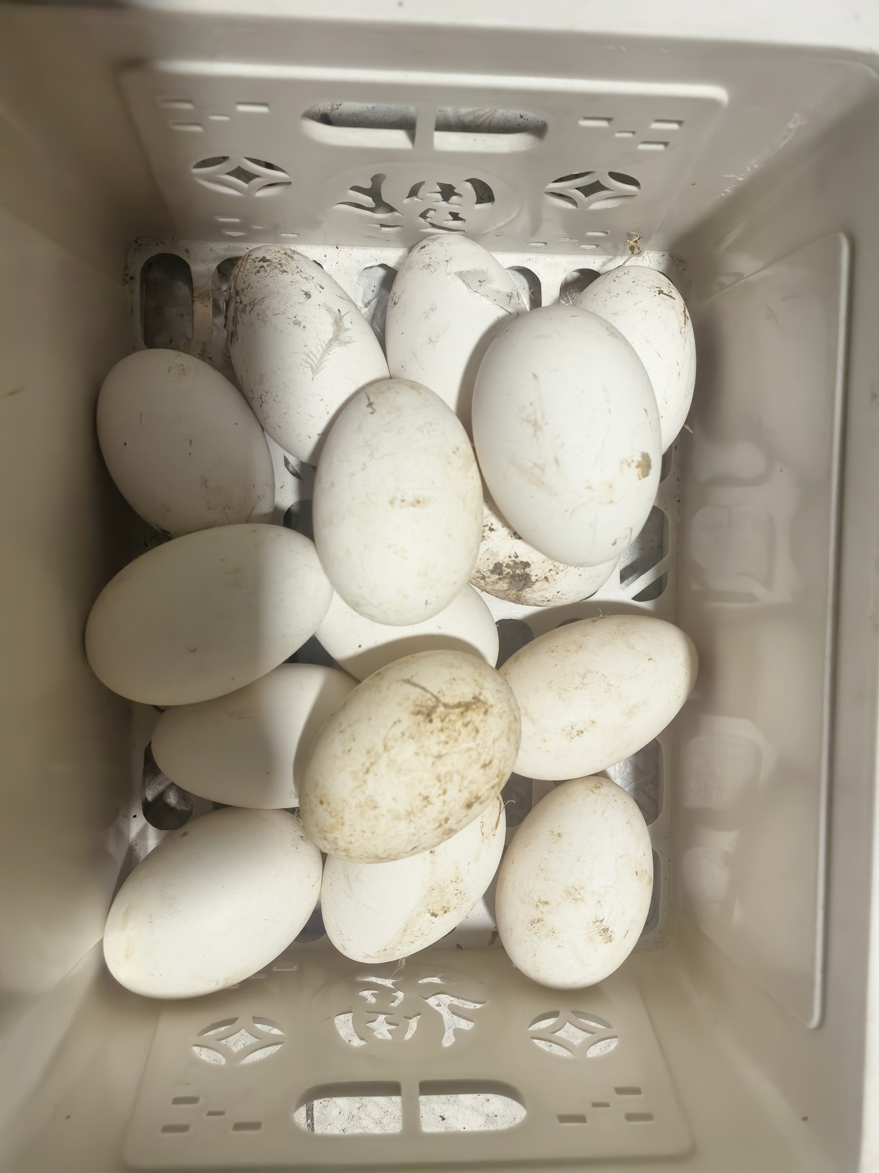 农村自家散养笨鹅蛋