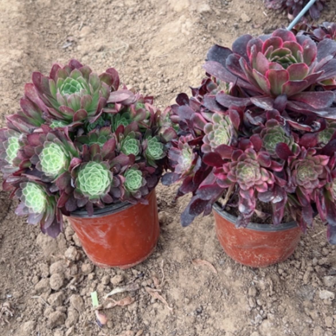 【闪购商品】多肉植物组合39