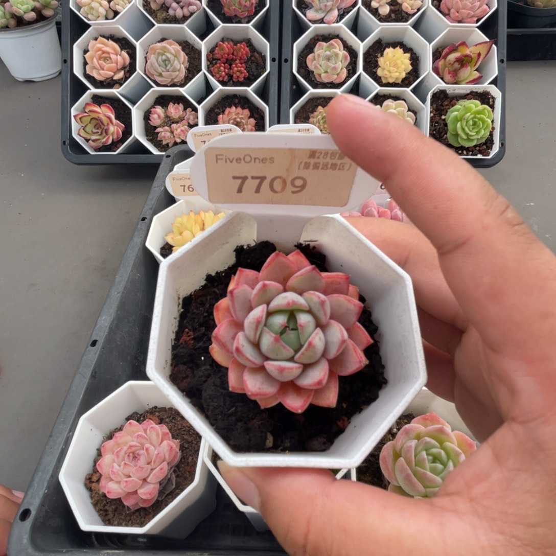 7709玫瑰夫人4.0厘米
