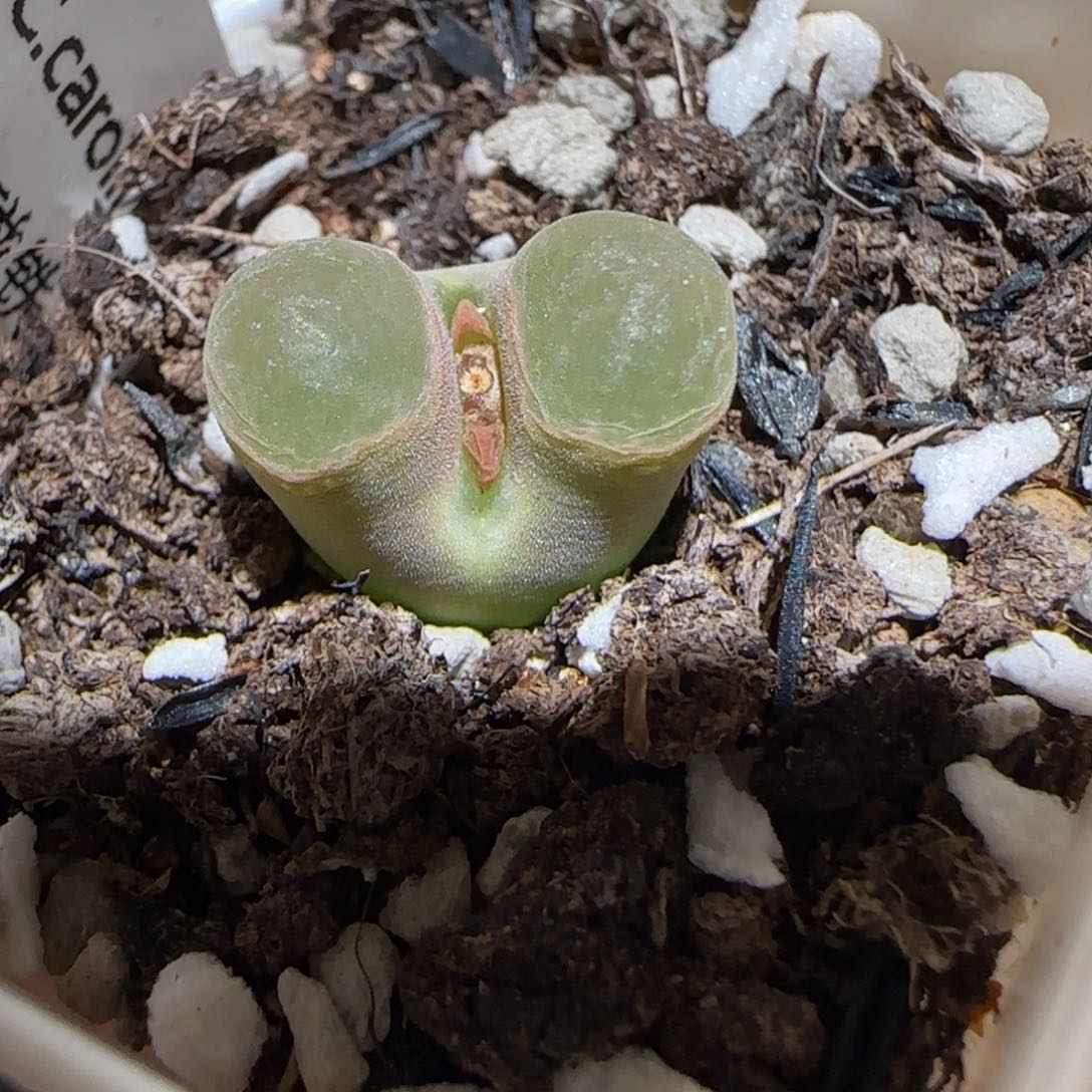 肉锥多肉植物百科-磁铁1638