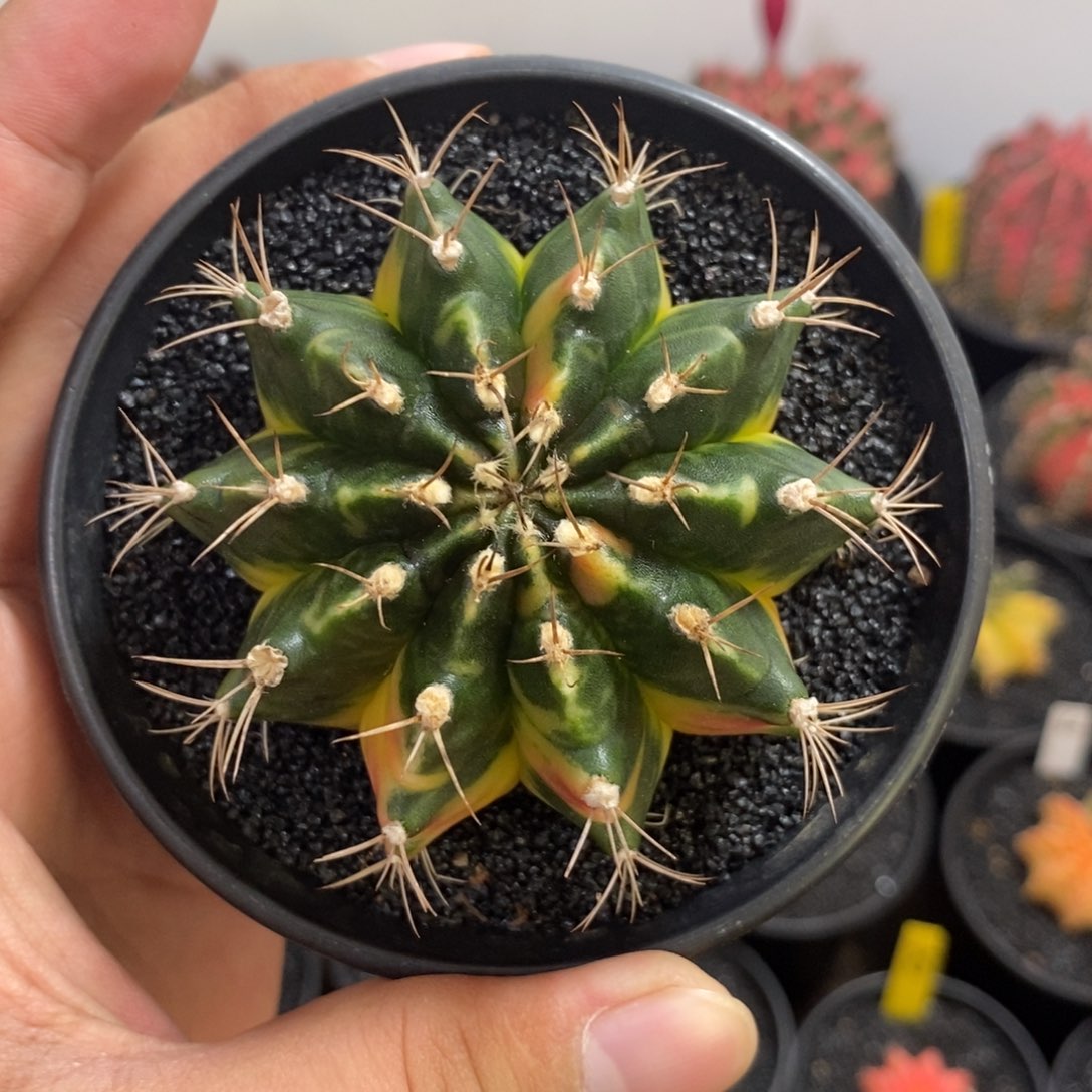 泰系全品米哈—带盆土发货4