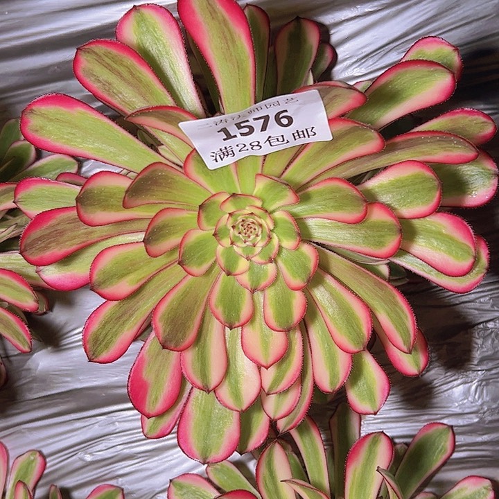 1576白月光多肉捧花2号