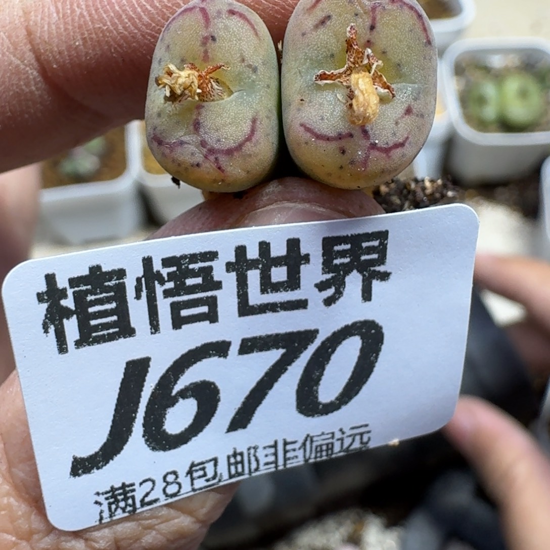 多肉植物的润泽fvbb