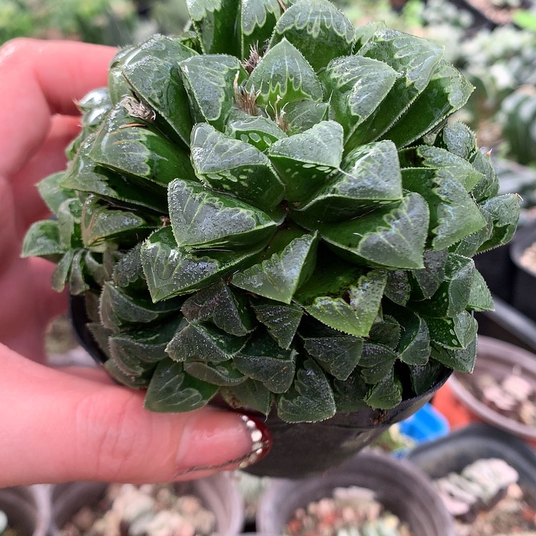 芷寿一物一拍带盆土