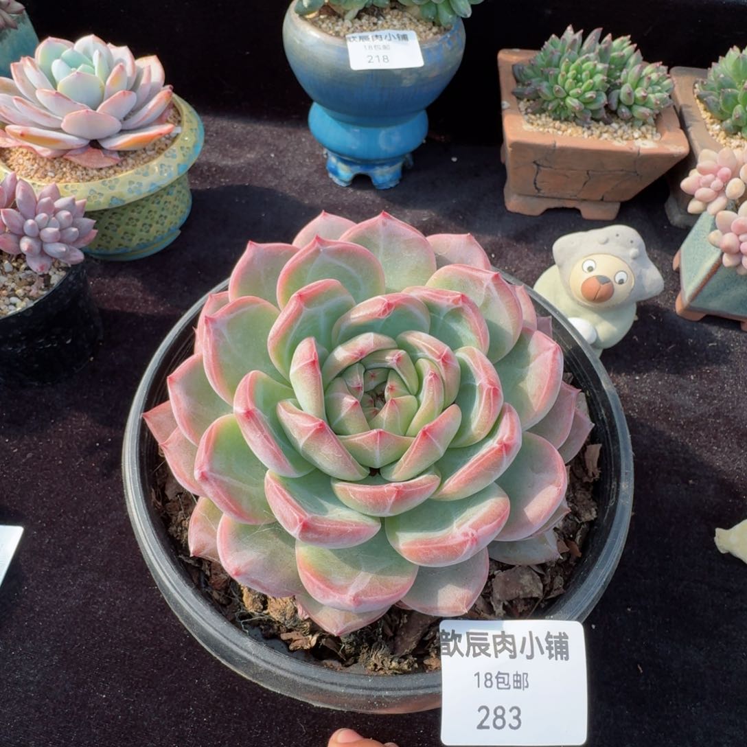 多肉植物  红鸾  283