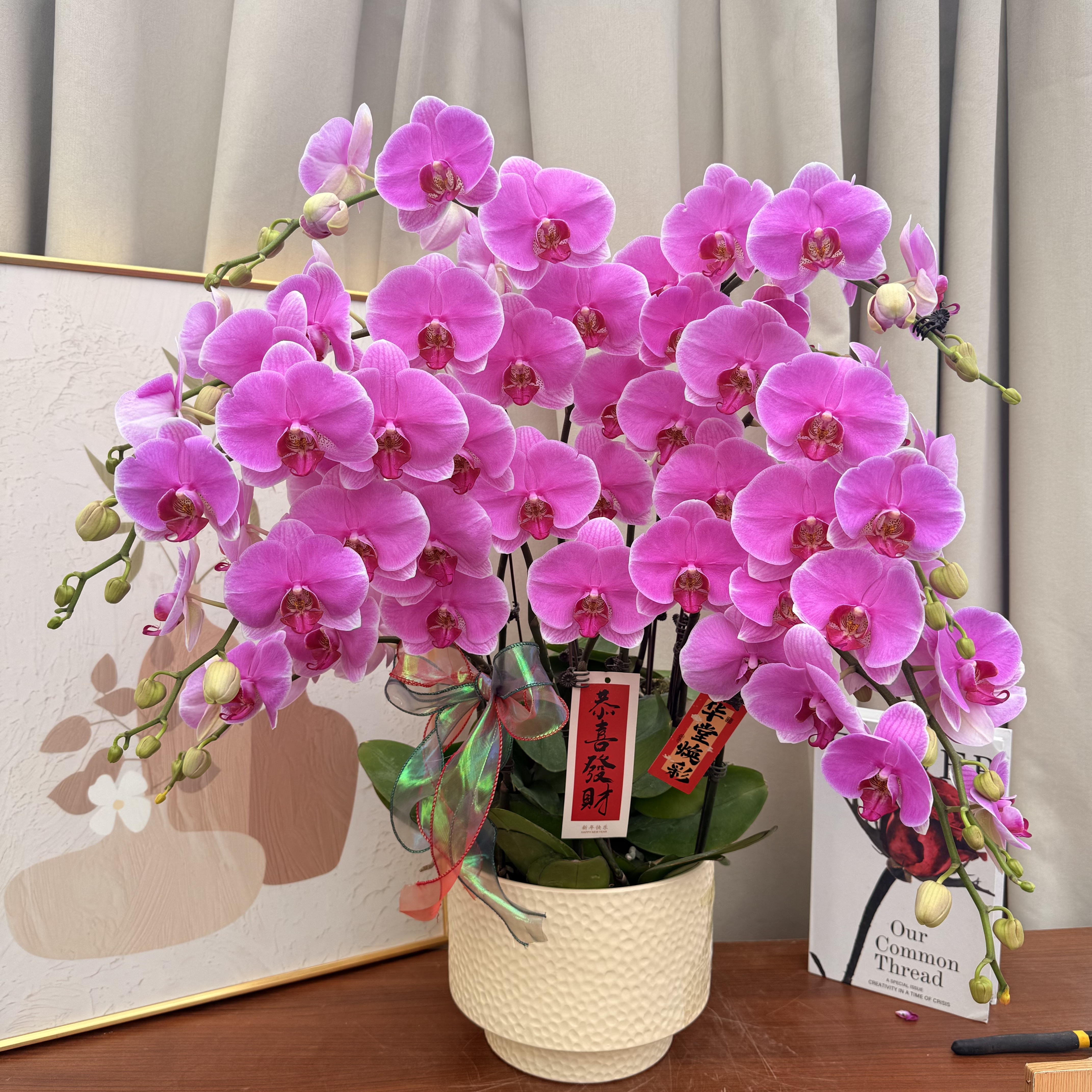 蝴蝶蘭《路德曼》欧洲引进 大花型香芋紫色系   好养耐开