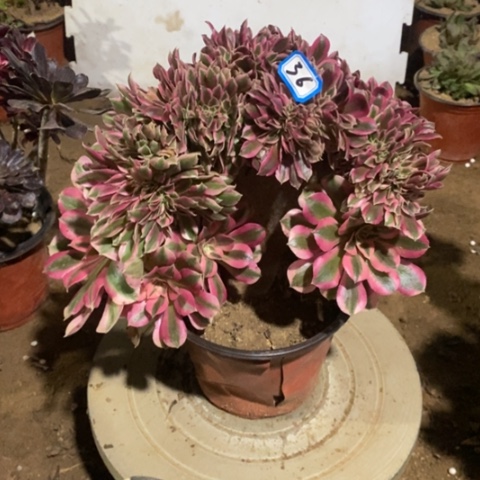 粉女巫缀一物一拍