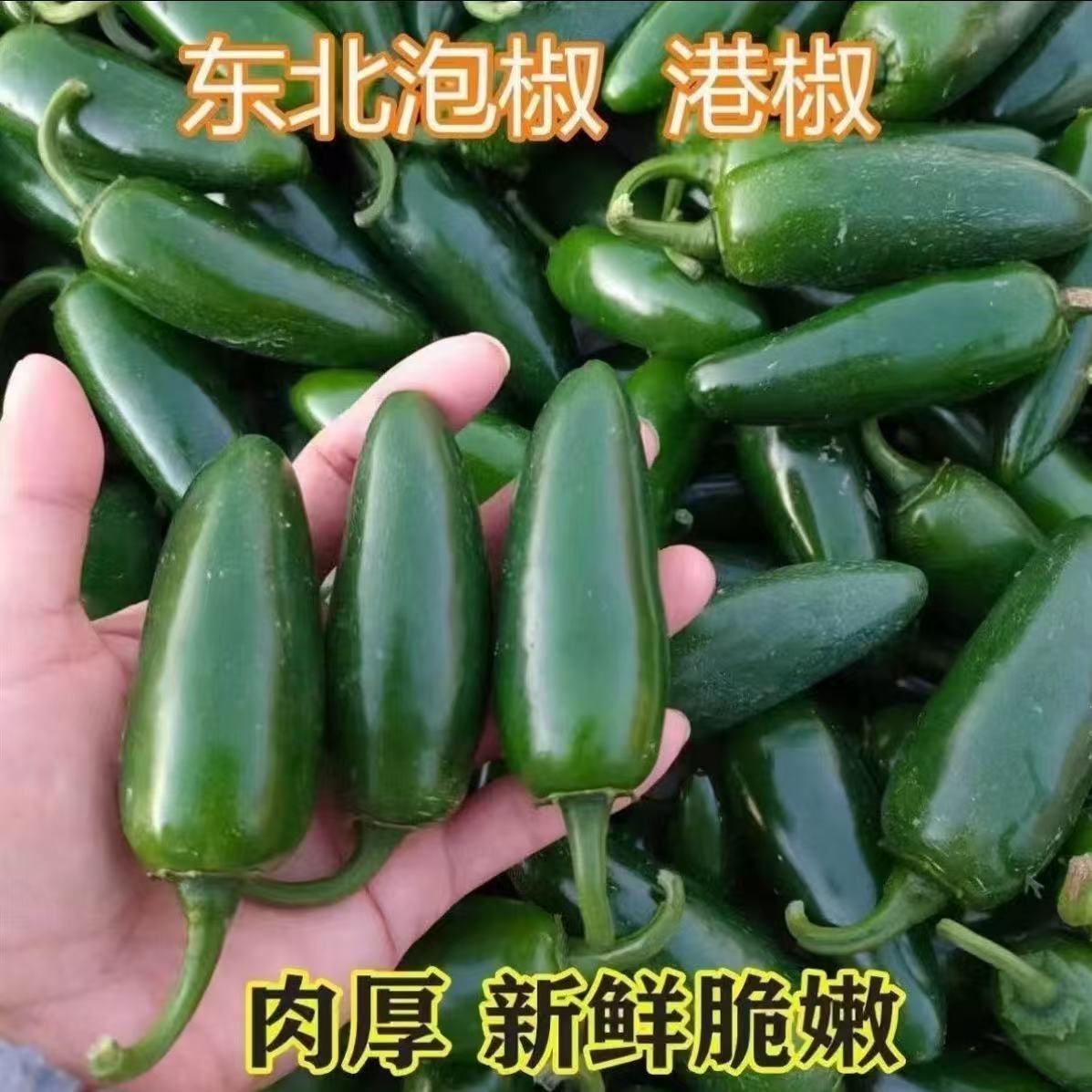东北新鲜港椒泡椒现摘现发可腌制咸菜泡菜 5斤