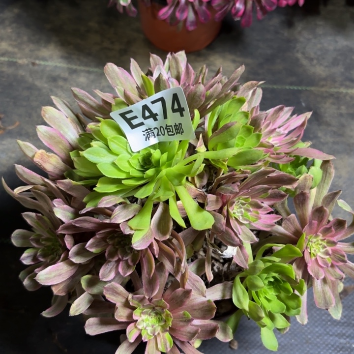 瑞妈一物一拍474