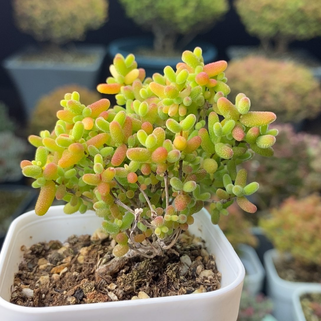 1580蜜橘糖球 。      