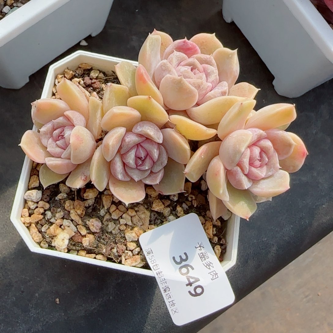 汉堡无砍，3649多肉植物