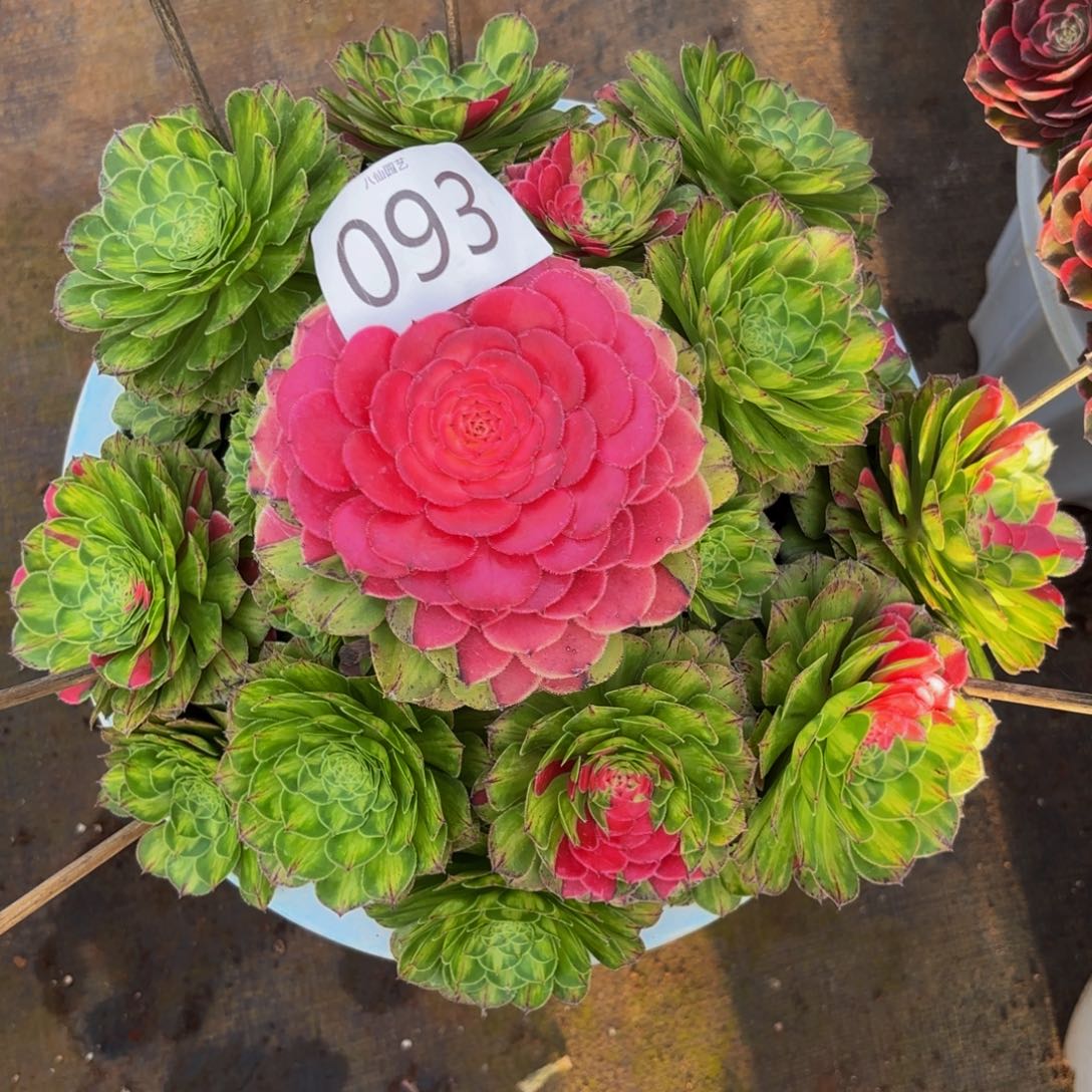 093多肉植物知否特价