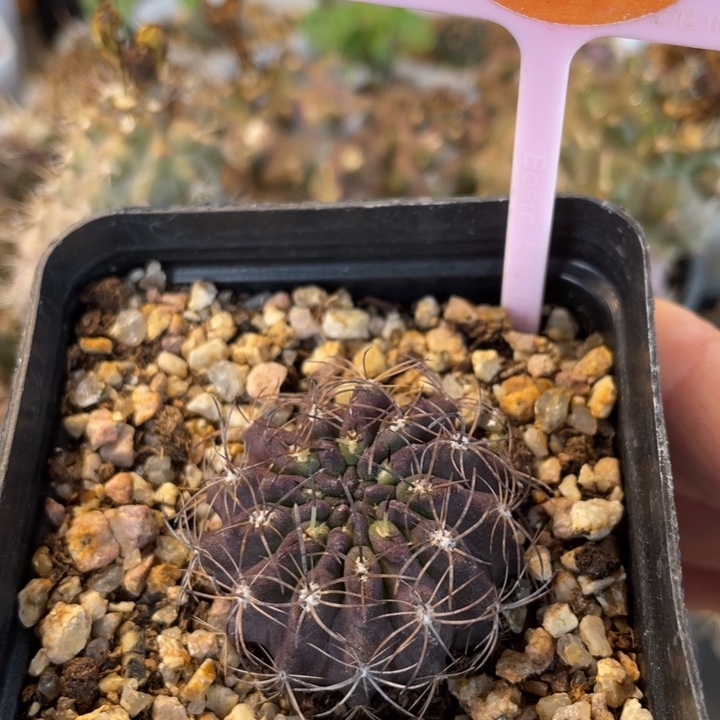 实生智利一棵00540054