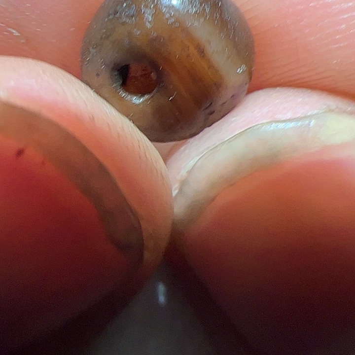 香榧木在家了一个小时