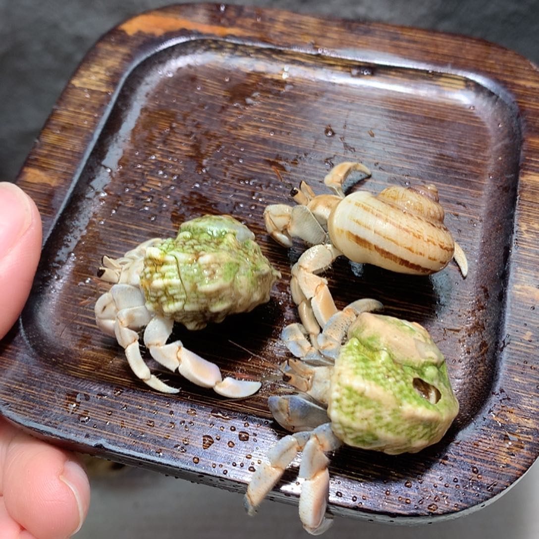 3/只奔跑紫路豆豆号