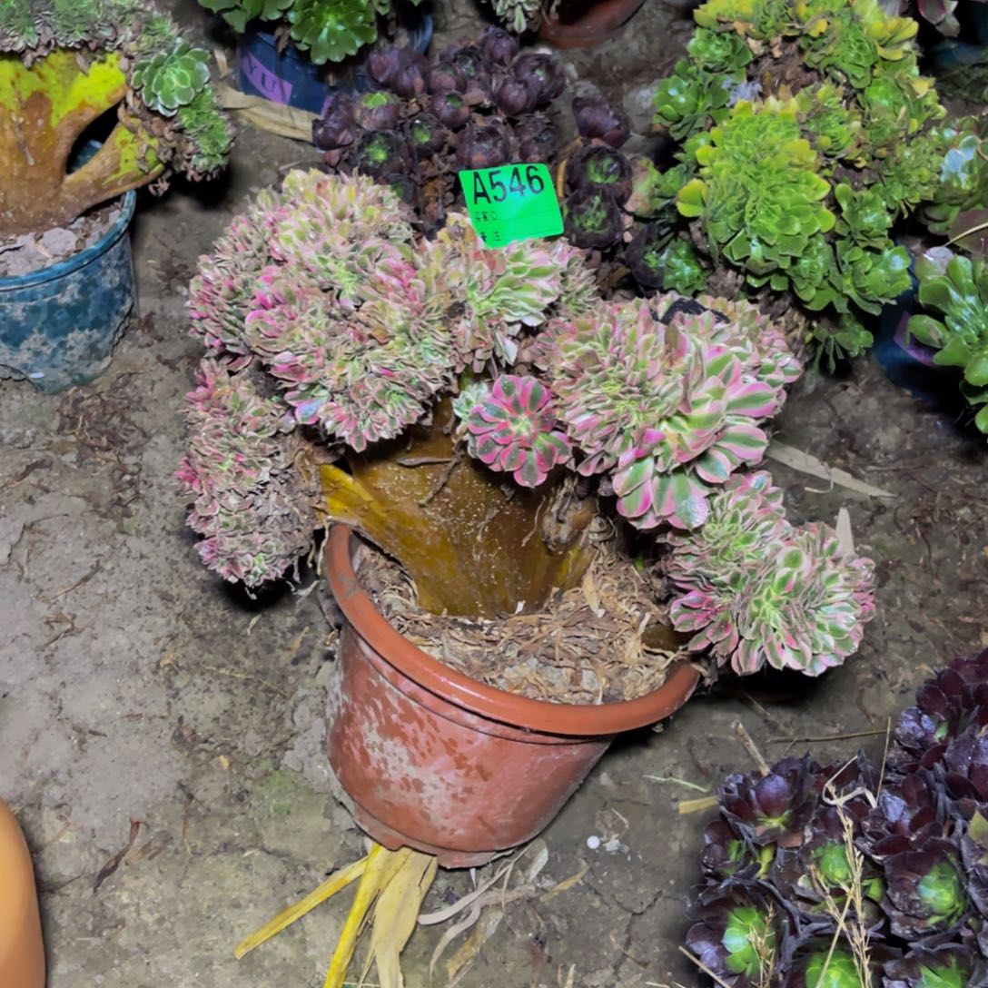 粉女巫缀化法师5-56