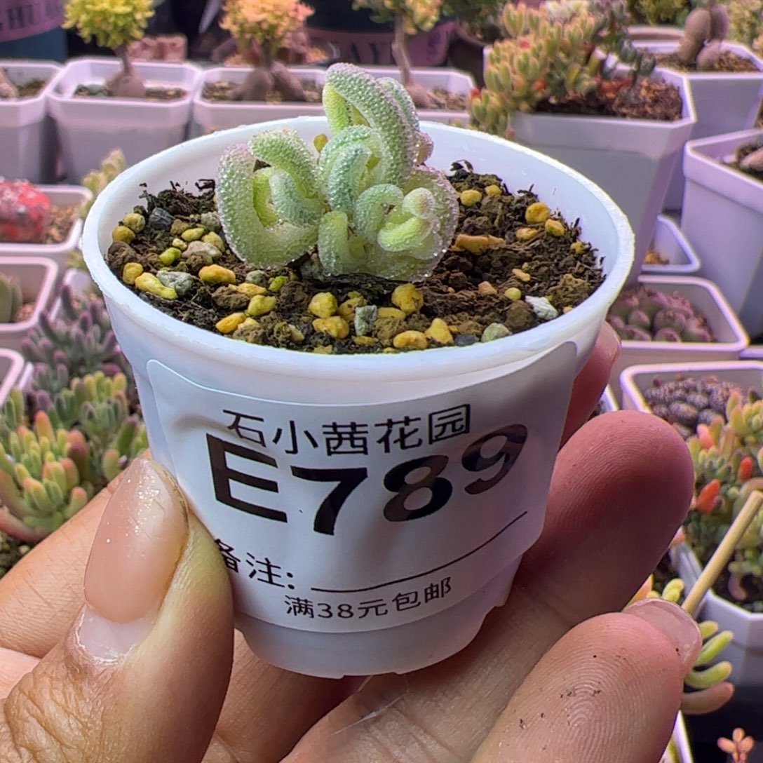 789元旦快乐多肉植物枝干超白