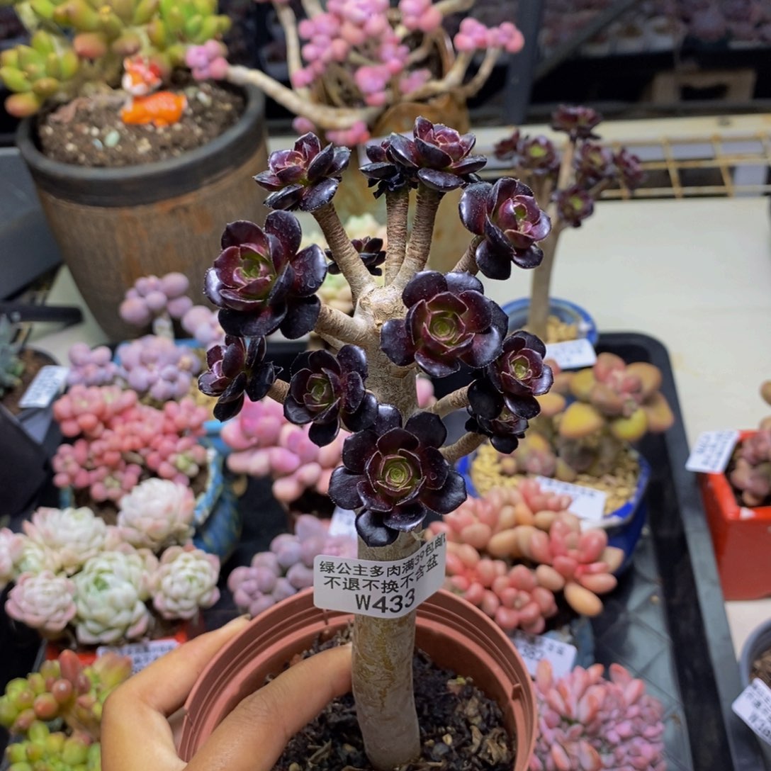 433丸叶法师多肉有砍