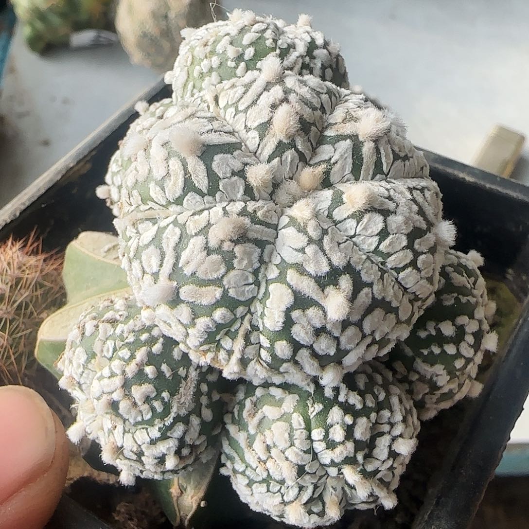 V兜群头513仙人球开花