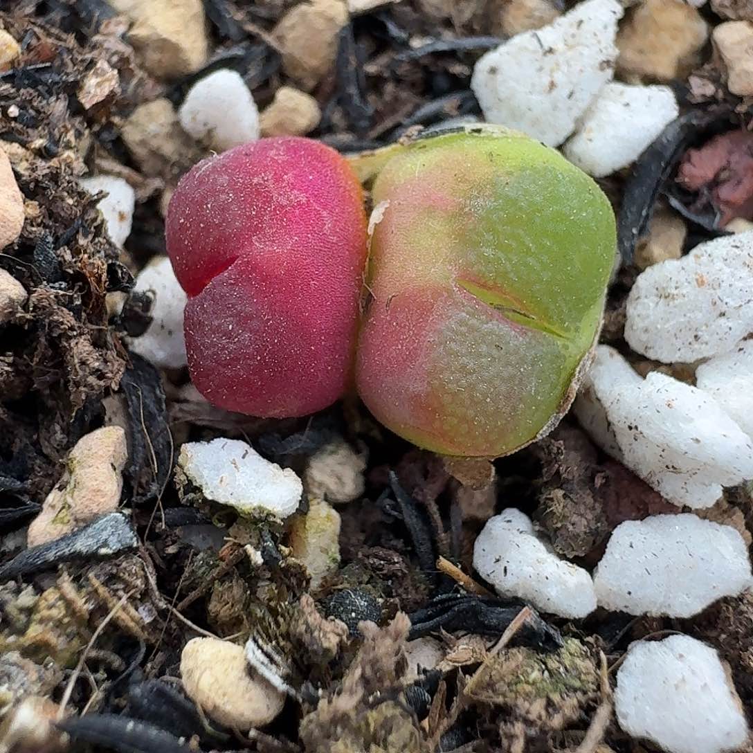 老马生石花雪茄2670