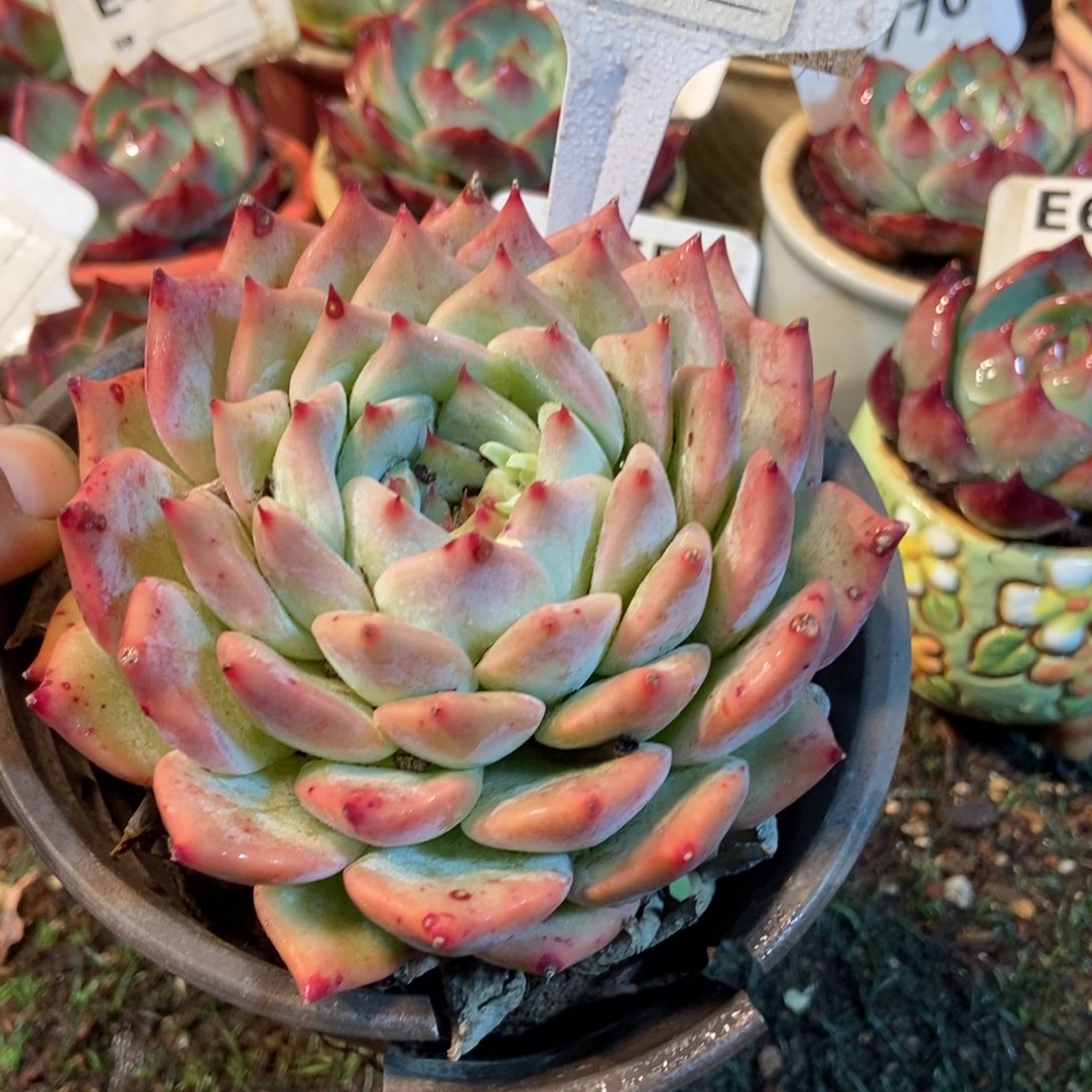 布林肯多肉植物保护771