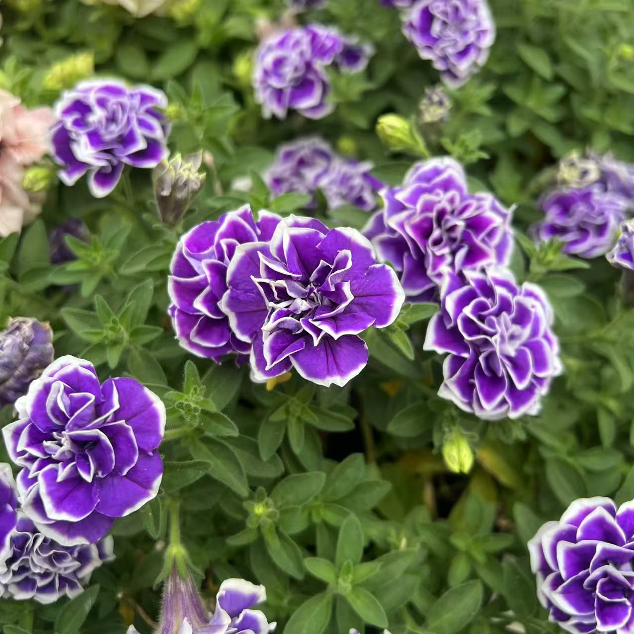 【矮牵牛】四季开花多年生渐变花色耐热耐晒室内阳台盆栽地栽